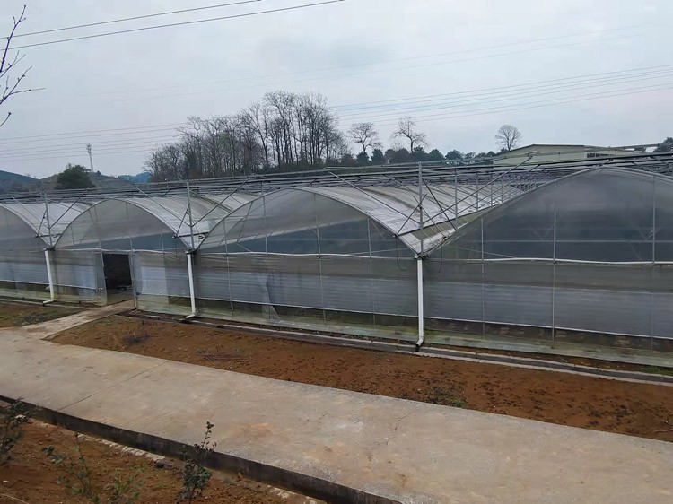 What are the advantages of soilless cultivation in multi-span greenhouses