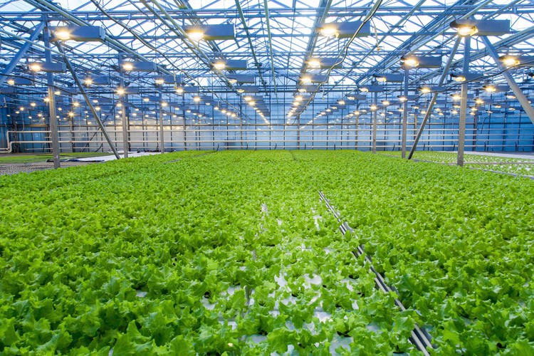 What vegetables are the most profitable to grow in greenhouses